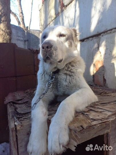 Алабай сао Среднеазиатская овчарка вязка