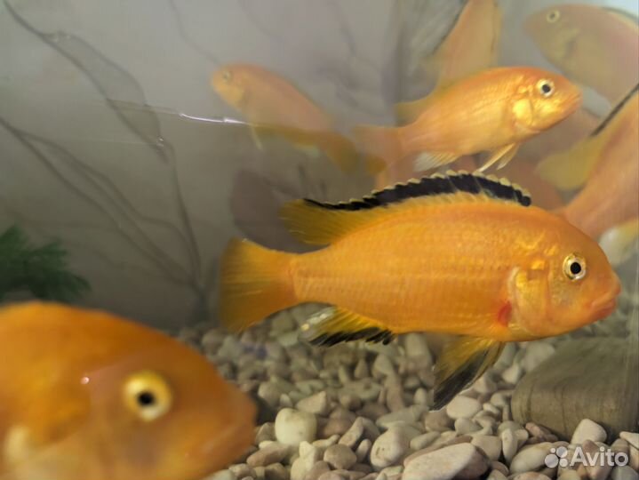 Цихлиды еллоу