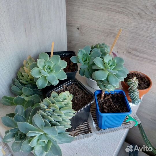 Домашний цветок Пахифитум