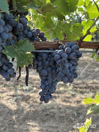 Винный виноград