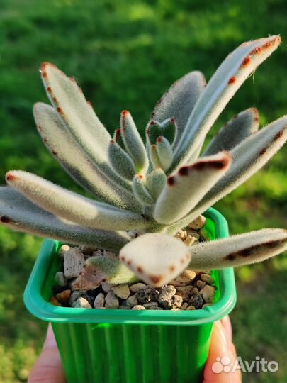 Суккуленты/Фабиола/Пурпузорум/Томентоза/Лимифолия