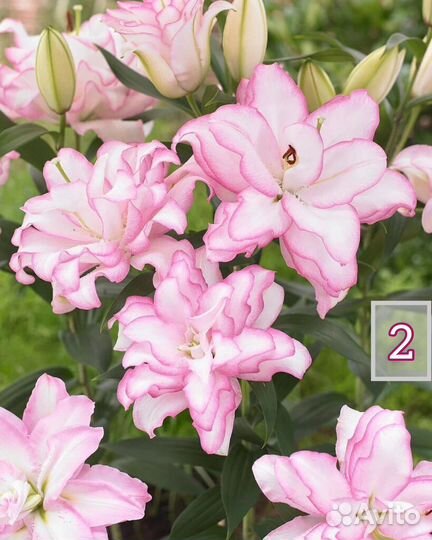 Лилии луковицы