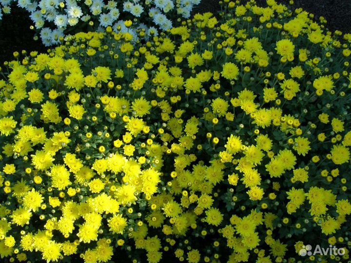 Хризантема корейская.зимующая.мультифлора