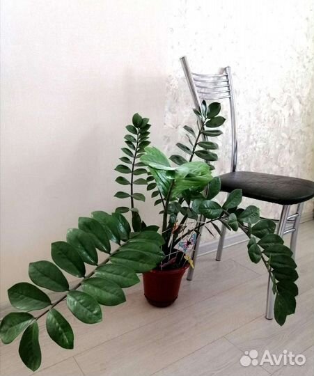 Замиокулькас