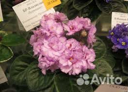 Сортовые фиалки