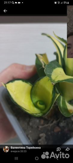 Сансевиерия сортовая