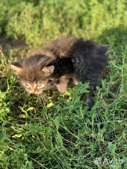 Котенок
