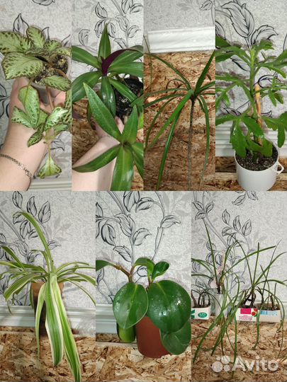 Комнатные растения набор