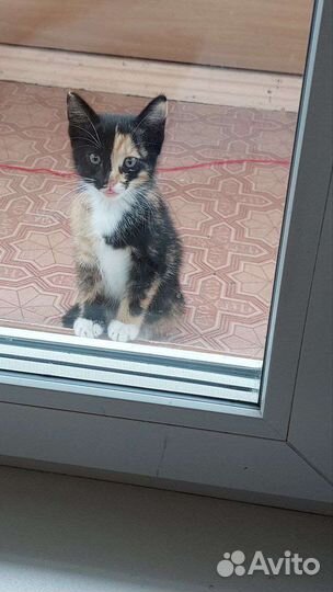 Трехцветный котенок
