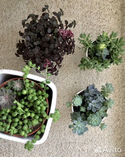 Суккуленты садики и черенки цены в описании