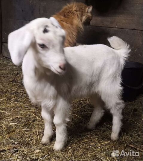 Кастрация,обрезка расчистка копыт, обезроживание