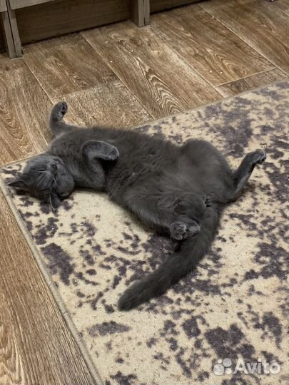 Кошка на вязку