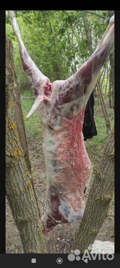 Мясо козлятина