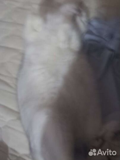 Шотландский котик