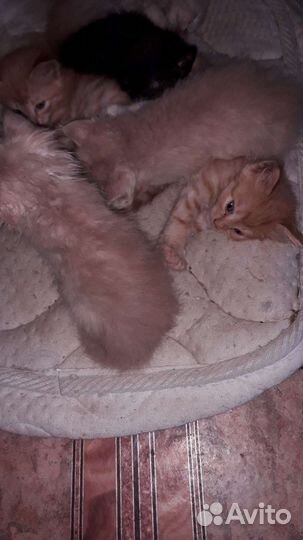 Котята. Бесплатно