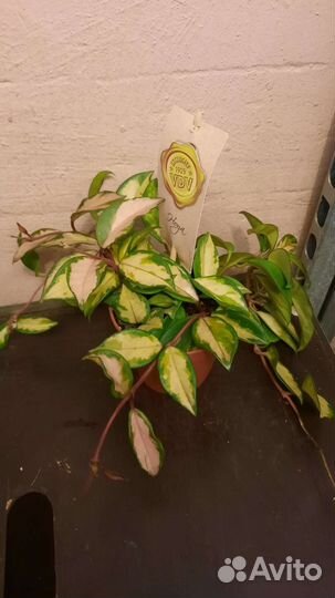 Дендробиум фаленопсис