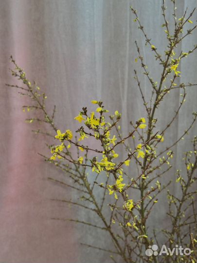 Форзиция метр длина премиум веточки