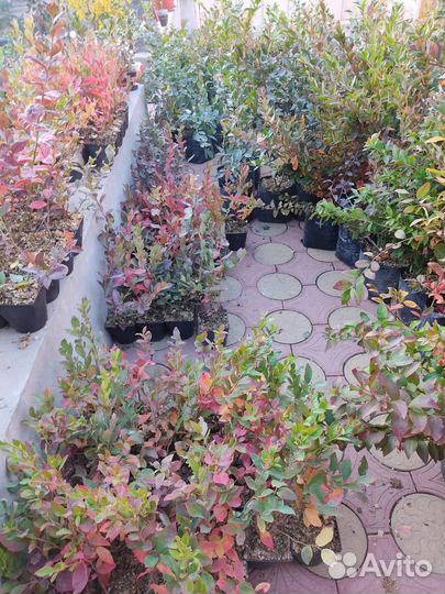 Кусты голубики, кислый торф