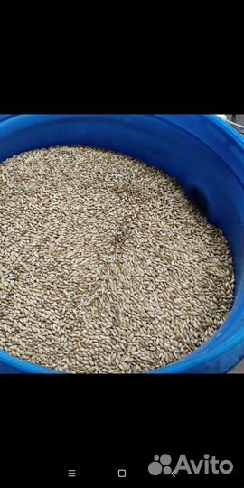 Ячменный солод