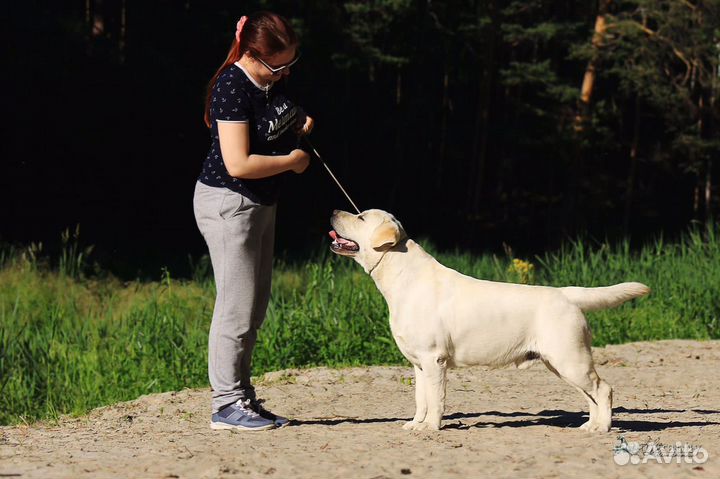 Щенки лабрадора