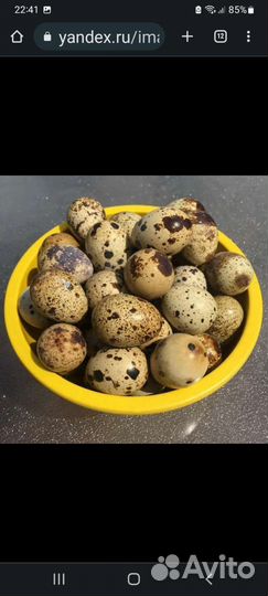 Яйца перепелиные инкубационное