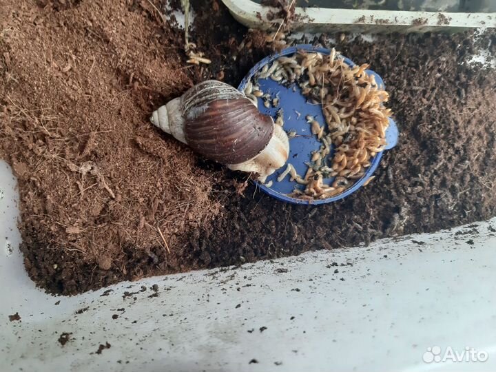 Отдам улиток