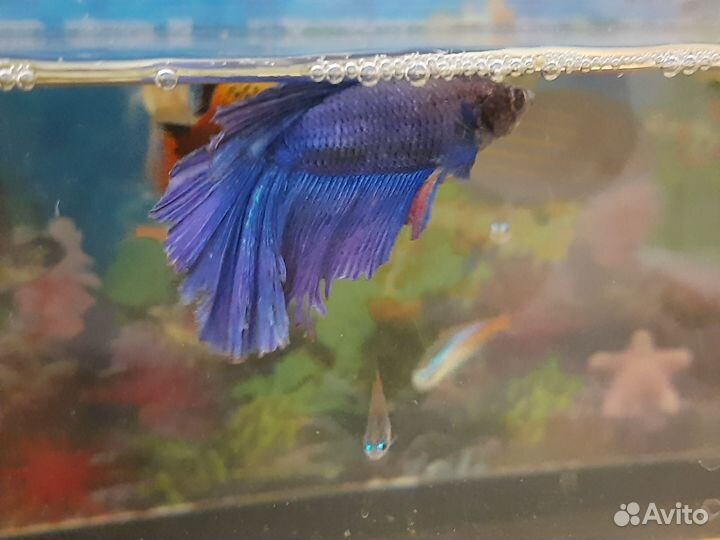 Аквариумные рыбки