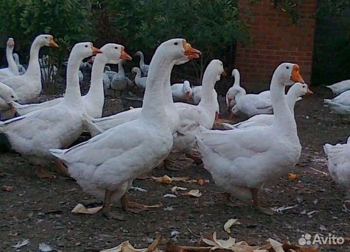 Гусята линда чистокровная и Ваньси