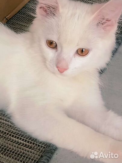 Котёнок бесплатно