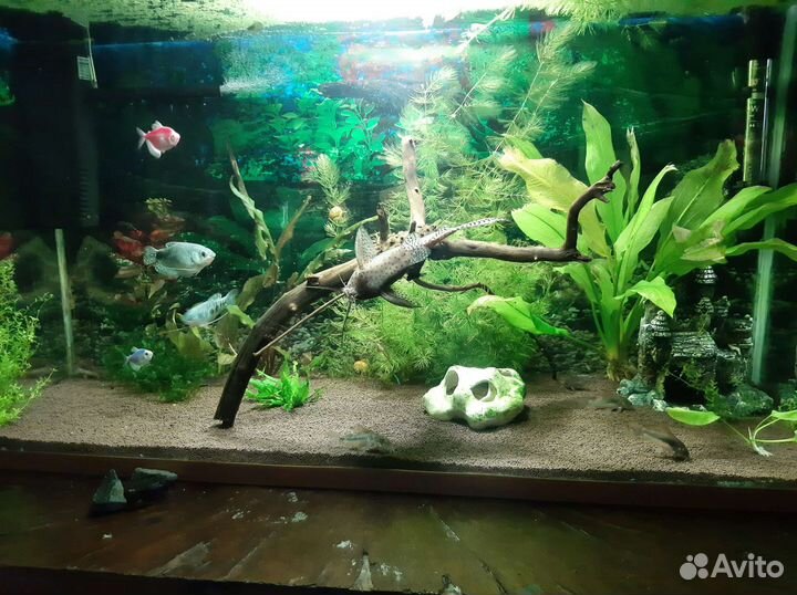 Аквариум