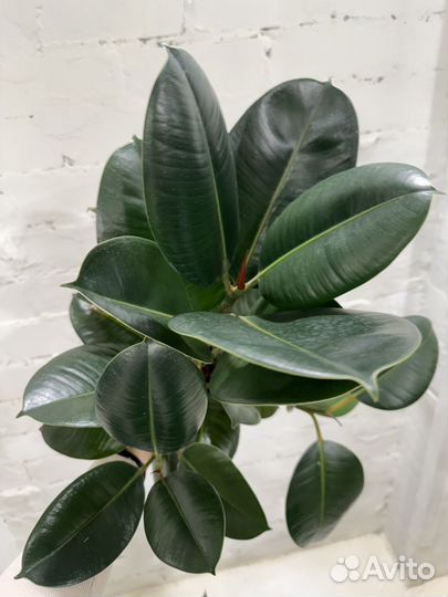 Фикус Эластика Робуста 65 см