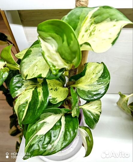 Эпипремнум Happy leaf (Marble Apple)