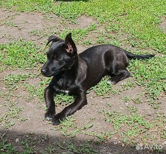 Собака в добрые руки