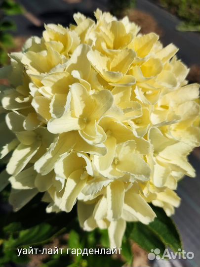 Вайт лайт, Гринлайт