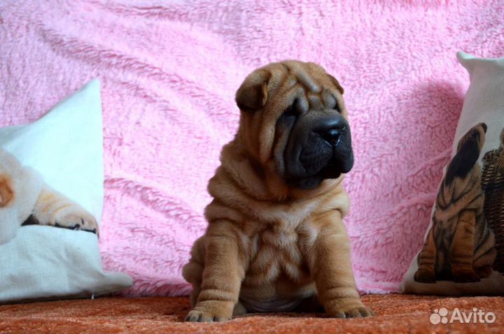 Собаки целоваки