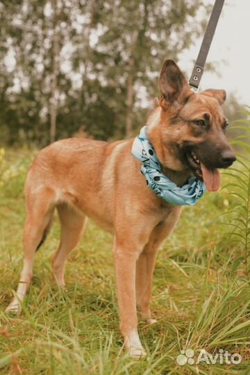 Скромная Кози ждет семью