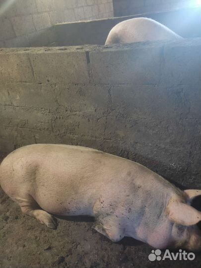 Свиньи живым весом