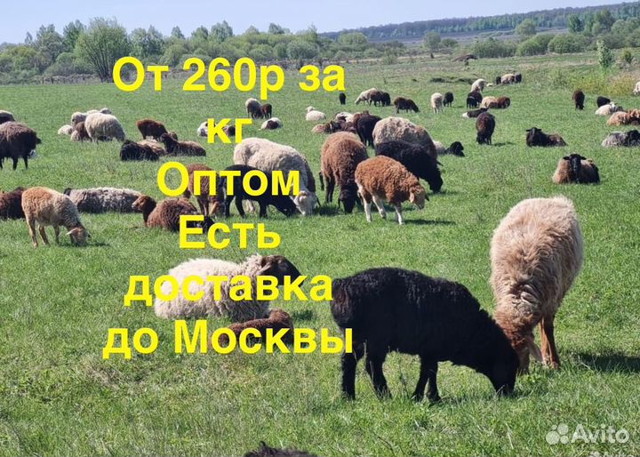 Овцы бараны