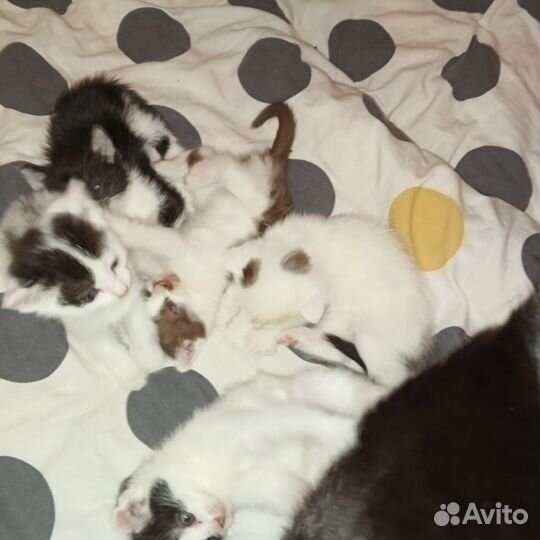 Пушистые друзья