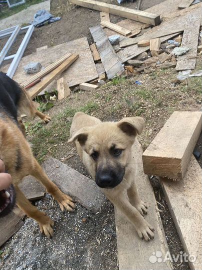 Щенок девочка в добрые руки