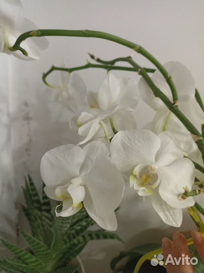 Орхидея фаленопсис белая