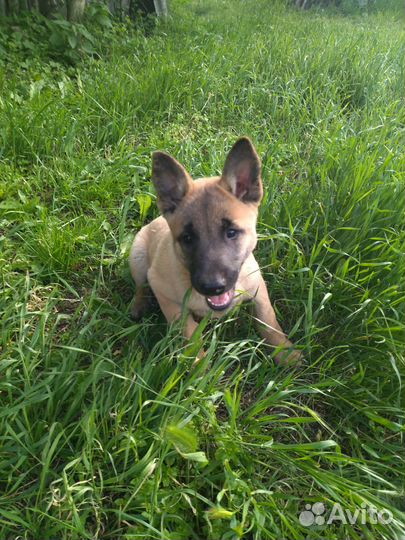 Щенки бельгийской овчарки