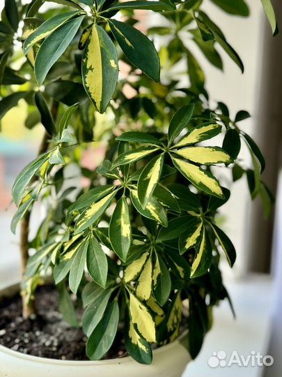 Шефлера вариегатная