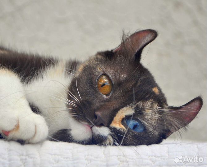 Эльф F1 разноглазая