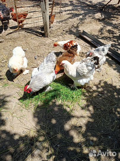 Молодые курочки брама