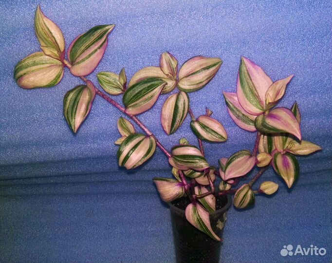 Традесканции сортовые