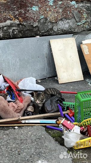 Котейке нужна помощь