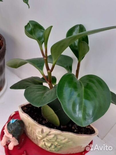 Пеперомия. Цветок комнатный