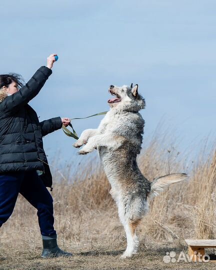 Собака в добрые руки