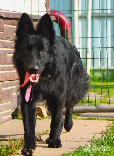 Черная немецкая овчарка